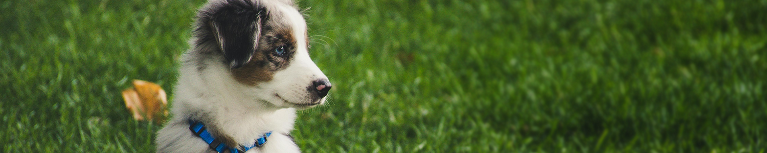 Accesorios para Mascotas