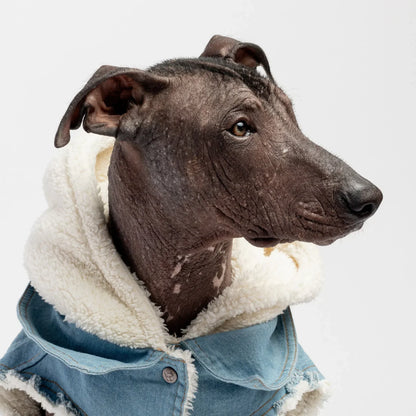 Chaqueta de Mezclilla para Perros modelo galgo